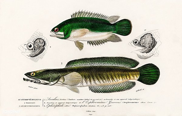 Разные виды рыб 6