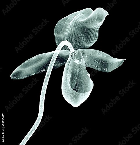 Рентгеновское изображение цветка орхидеи на черном