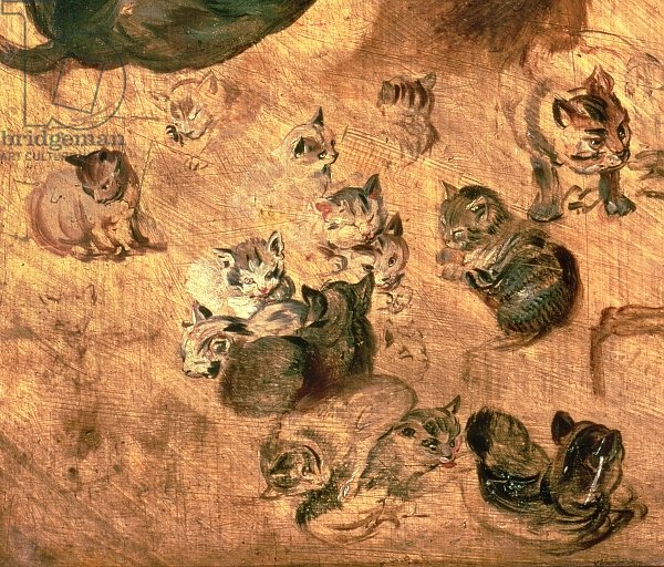 Study of cats, 1616