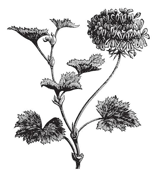 Geranium or Storksbill or Pelargonium zonale, vintage engraving