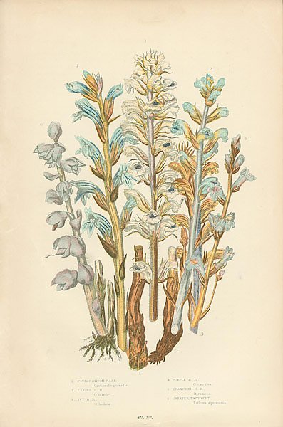 Ficris Broom Rape, Lesser b.r., Ivy b.r., Purple b.r., Branched b.r., Greater Toothwort