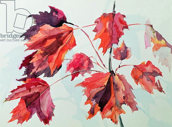 No.24 Autumn Maple Leaves