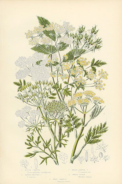 Rough Chervil, Tawny Fruited c., Broad-leaved c., Sweet Cicely
