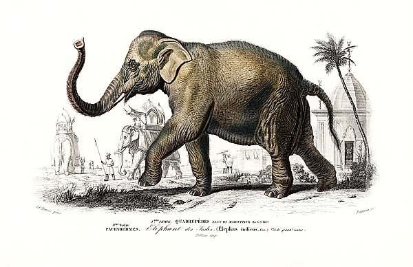 Азиатский слон (Elephas Maximus) 
