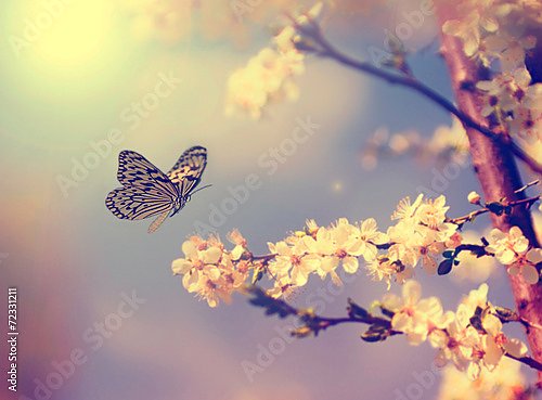 бабочка, садящаяся на цветущую вишню