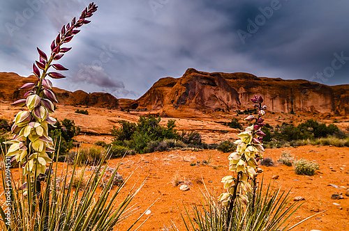 Пустыня и кактусы в цвету