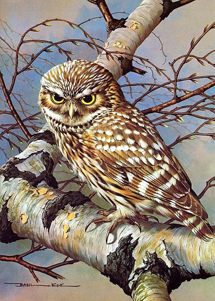 British Birds - Little Owl