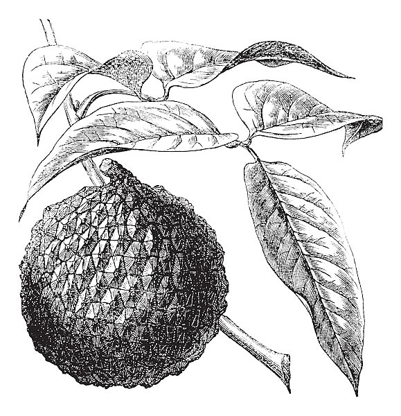 Lychee or Litchi chinensis vintage engraving
