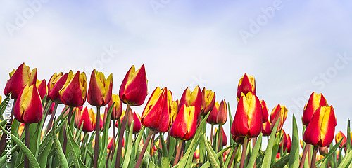Панорама с желто-красными тюльпанами