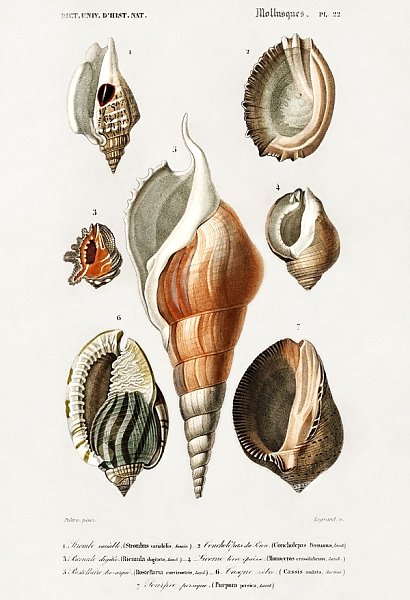Разные виды моллюсков