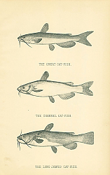 Постер The Great Cat-fish, The Channel Cat-fish, The Long-Jawed Cat-Fish