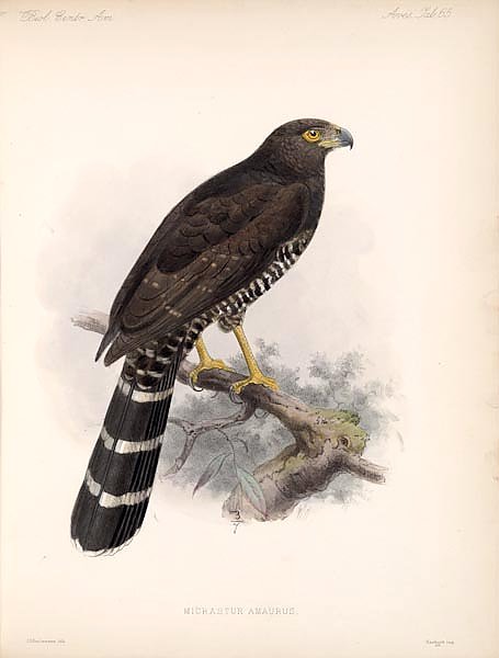Птицы J. G. Keulemans №71