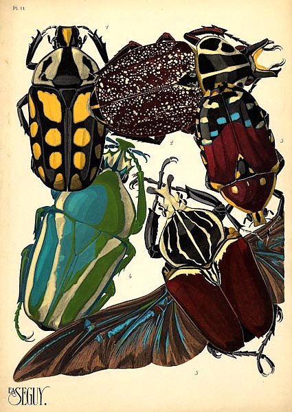 Insects by E. A. Seguy №3