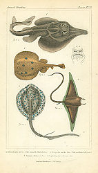 Постер Rhinobatus loevis, Torpedo narke Riss, Trygon Halgani Less, Cephaloptera Giorna