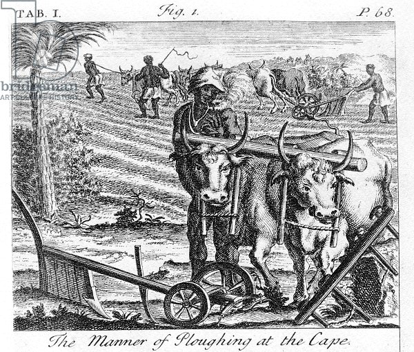 The Manner of Ploughing at the Cape, an illustration 1731