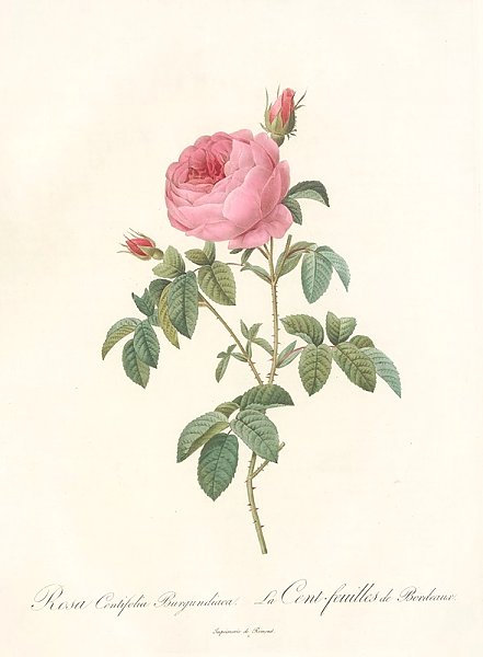 Постер Редюти Пьер Rosa Centifolia Burgundiaca