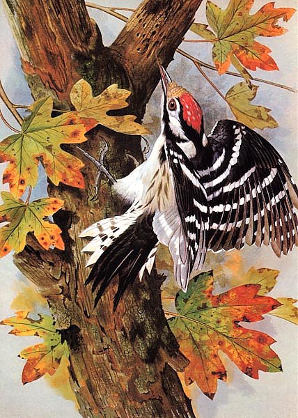 British Birds - Lesser Spotted Woodpecker