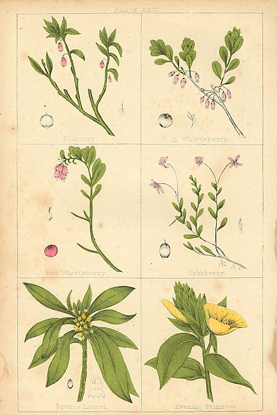 Botanical Magazine #55