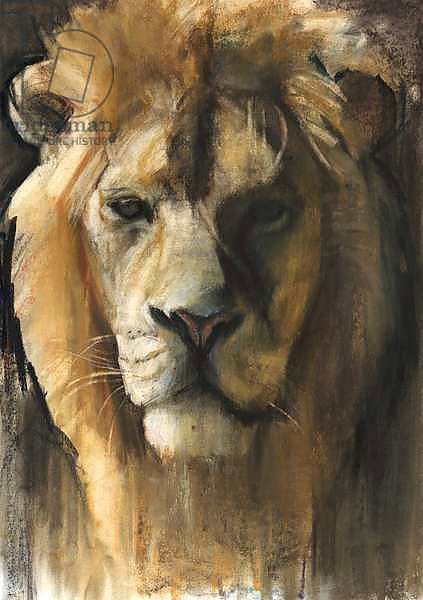 Asiatic Lion, 2015,