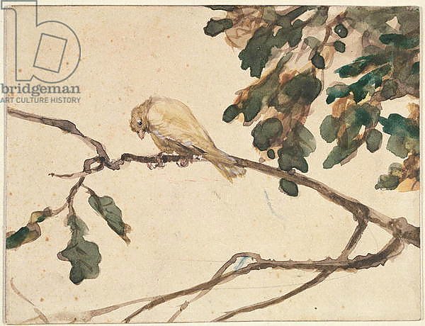 Canary on an Oak Tree Branch