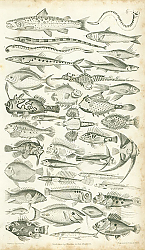 Постер Ichthyology №2
