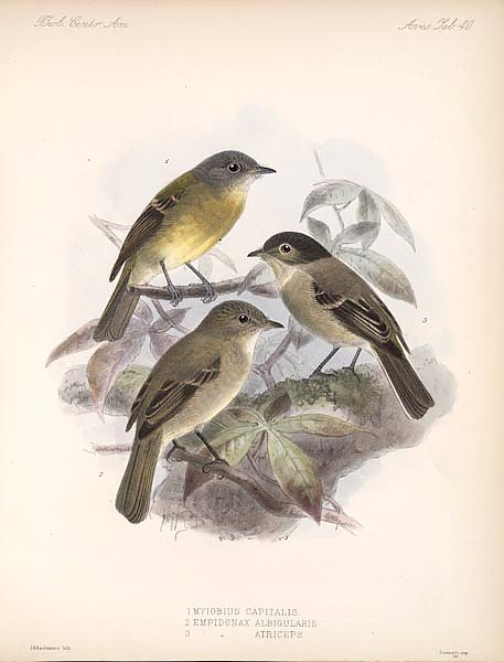 Птицы J. G. Keulemans №42