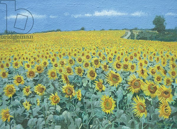 Field of Sunflowers, 2002