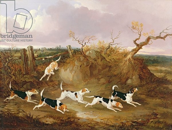 Beagles in Full Cry, 1845