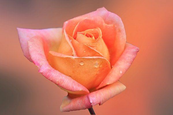 Розовая роза на розовом