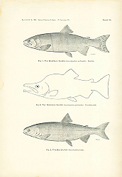 Постер The Humpback Salmon, The Humpback Salmon, The Dog Salmon