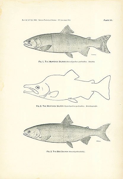 The Humpback Salmon, The Humpback Salmon, The Dog Salmon
