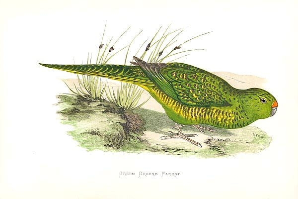 Green Ground Parrot