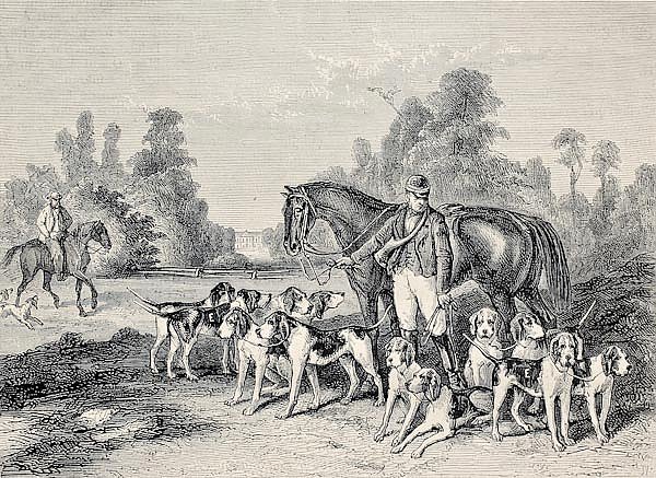 Hunting dog pack .From drawing of Duvaux, engraved by Cosson. Smeeton, published on L'Illustration, 