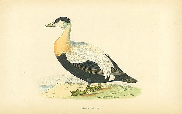 Eider Duck 4