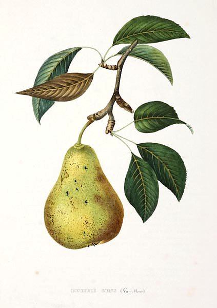 Pears - Beurre Gens