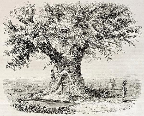 Oak of Montravail, France. Created by Mely, published on Magasin Pittoresque, Paris, 1850