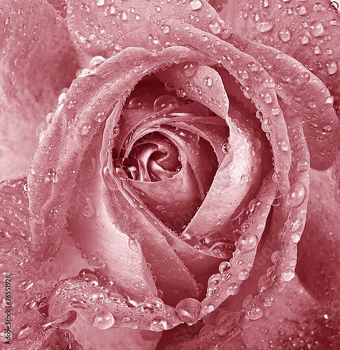 Розовая роза с каплями