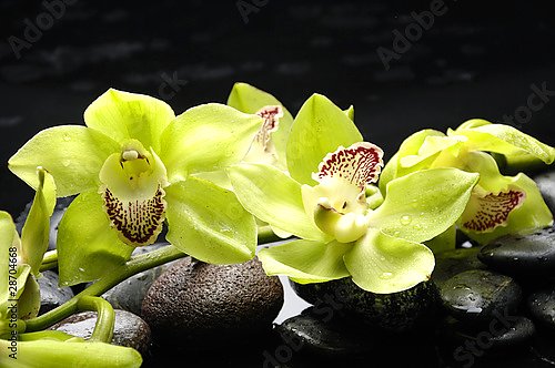 Орхидеи 36