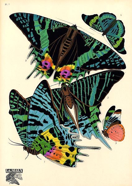 Papillons by E. A. Seguy №18