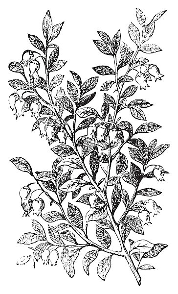 Bilberry, whortleberry or Vaccinium myrtillus engraving