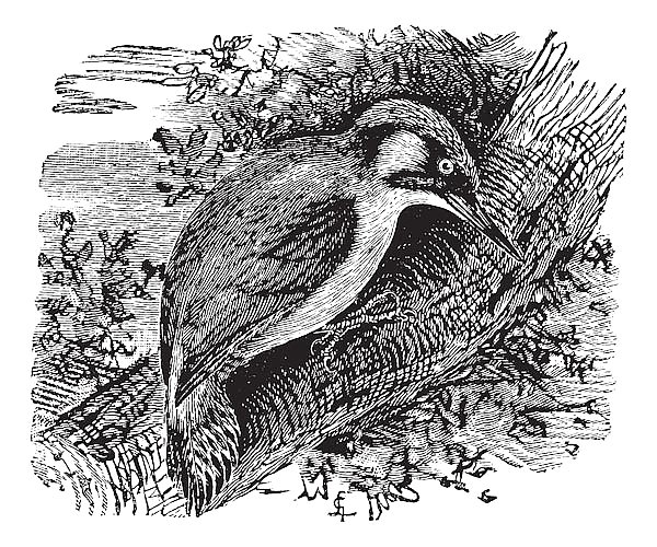 Woodpecker or piculets or wrynecks, vintage engraving.
