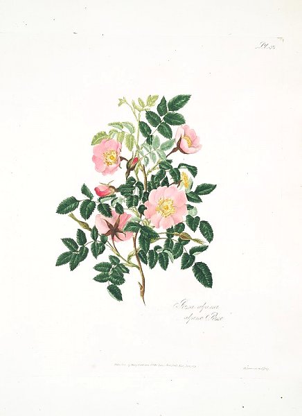 Rosa alpina