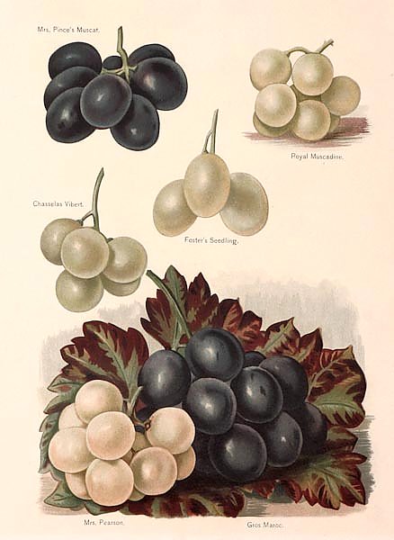 Grapes - Mrs Pince's Muscat, Royal Muscadine, Chasselas Vibert, Foster's Seedling,Mrs Pearson, Gros 