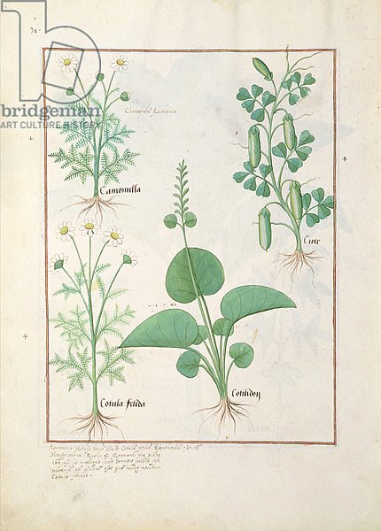 Ms Fr. Fv VI #1 fol.146v Chamomile and Cucumber c.1470