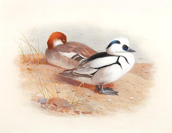 Study of a male and female smew