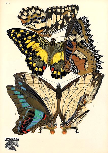 Papillons by E. A. Seguy №20