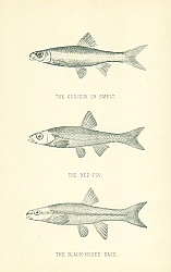 Постер The Gudgeon or Smelt, The Red-fin, The Black-nosed Dace 2