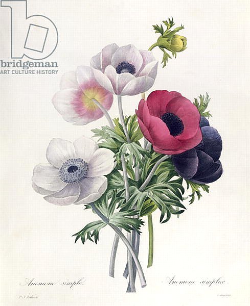 Anemone: Simple, from 'Les Choix des Plus Belles Fleurs'