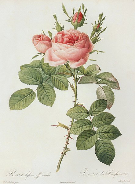 Rosa Xbifera Pers.