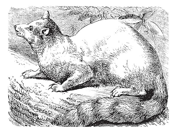 Ringtail or Ring-tailed Cat or Bassariscus astutus vintage engraving